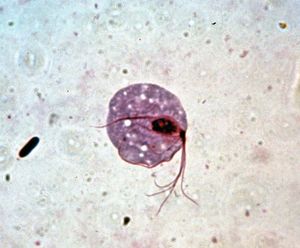 Trichomonas vaginalis