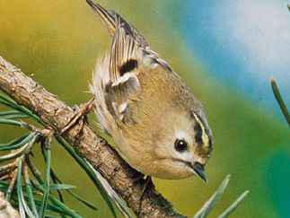 Goldcrest