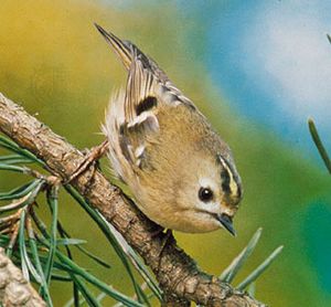 Goldcrest