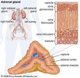 human adrenal gland