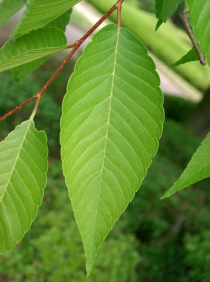 Japanese zelkova