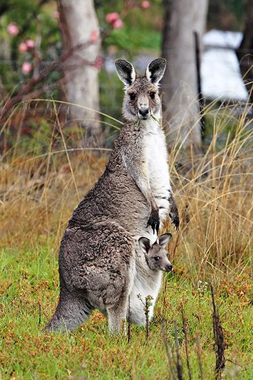 Eastern gray kangaroo with joey