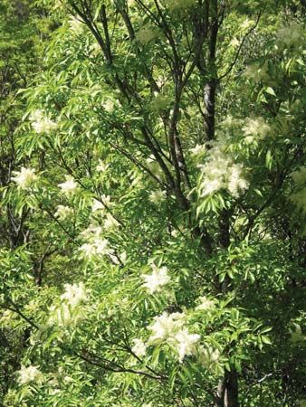 flowering ash