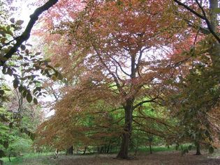 Savernake Forest