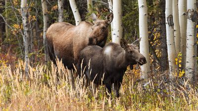 Life cycle of the European moose in Northern Russia