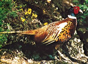 Common pheasant (Phasianus colchicus)