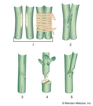 grafting methods