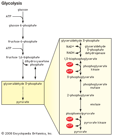 glycolysis