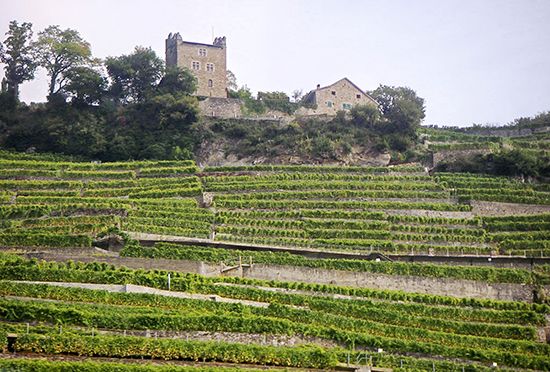 terraced vineyard