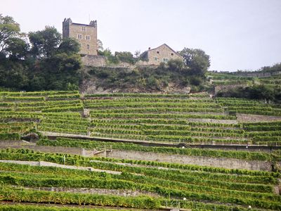 terraced vineyard