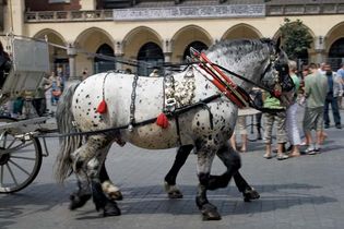 horse collar