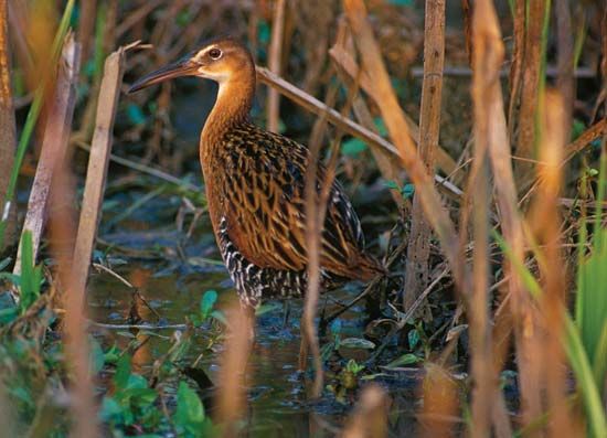 king rail