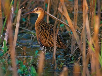 king rail