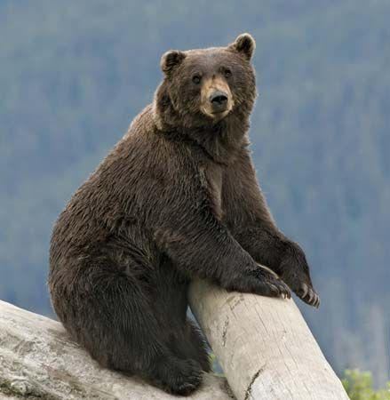 Alaskan brown bear