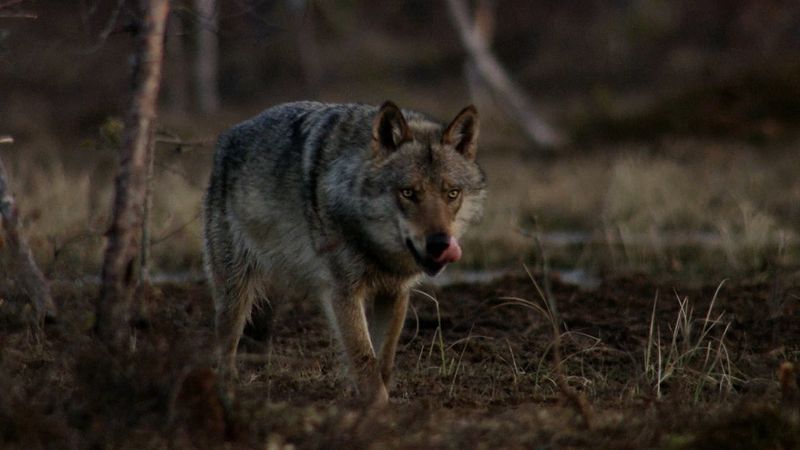 Watch a wolf and bear interact in Russia's coniferous forests