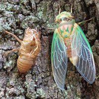 Green cicada emerged from shell.