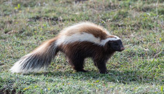 Humboldt's hog-nosed skunk (Conepatus humboldtii)