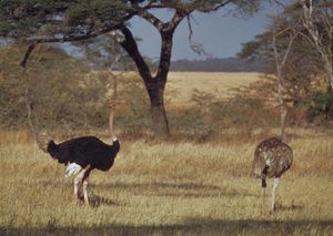 ostriches