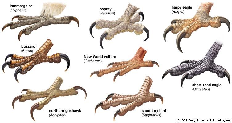 Feet shapes of some falconiform birdsThe moderately powerful foot of a lammergeier (Gypaetus); the fish-gripping foot of an osprey (Pandion), with reversible outer toe and rough spicules on the soles; the extremely powerful foot of a harpy eagle (Harpia); the generalized raptorial foot of a buzzard (Buteo); the weak foot of a New World vulture (Cathartes); the foot of a short-toed eagle (Circaetus), for gripping snakes; the foot of a bird-catching goshawk (Accipiter), with long toes and talons; and the foot of a secretary bird (Sagittarius), adapted for walking.