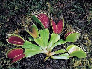 Venus flytrap