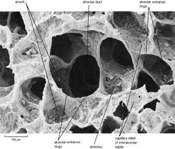 Scan of the lung.