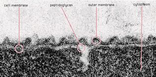 Peptidoglycan layer of Aquaspirillum serpens