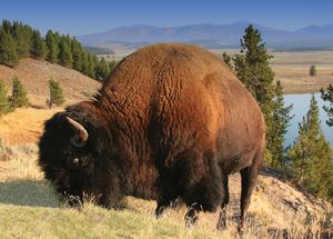 bison