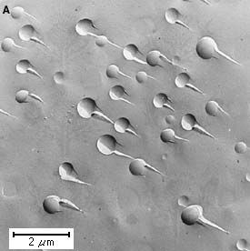 Figure 4: Photomicrographs of phase separation in glass, showing (A) separation by the droplet mechanism and (B) separation by the spinodal mechanism.