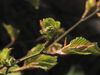 Observe the opening of beech leaf buds