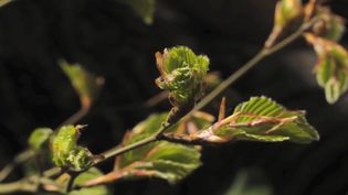 Observe the opening of beech leaf buds