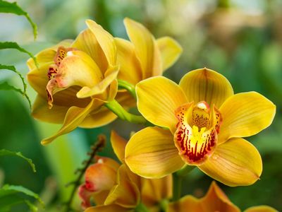 cymbidium