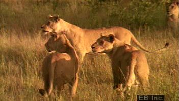 Observe a predatory lion pride in a typical day of grooming, playing, hunting and eating prey, and sleeping