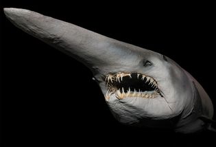 goblin shark