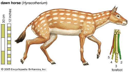 Eohippus