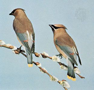 Cedar waxwings