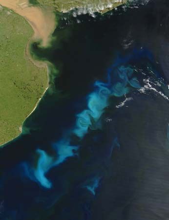 phytoplankton bloom