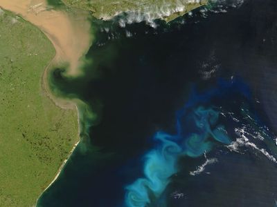 phytoplankton bloom