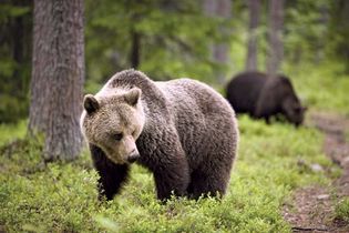 brown bear