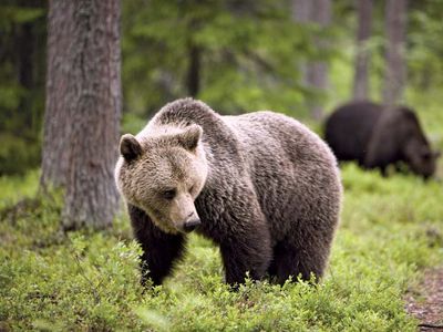 brown bear