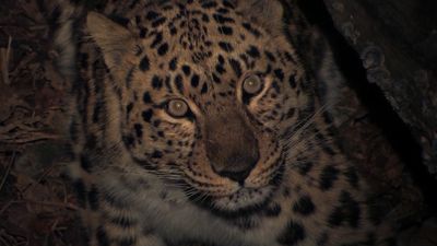 Encountering the world's rarest big cat: Amur leopard