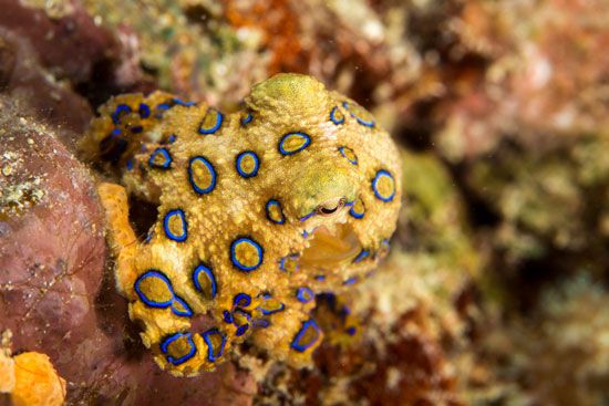 blue-ringed octopus