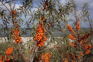 sea buckthorn