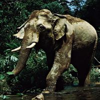 Asian elephant