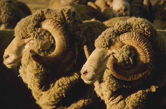 Merino ram