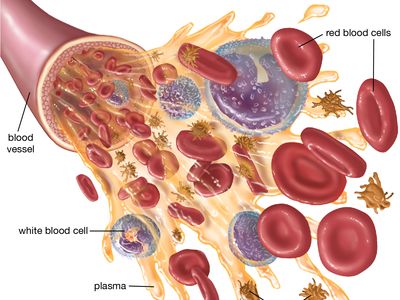 blood components diagram