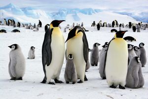 emperor penguin