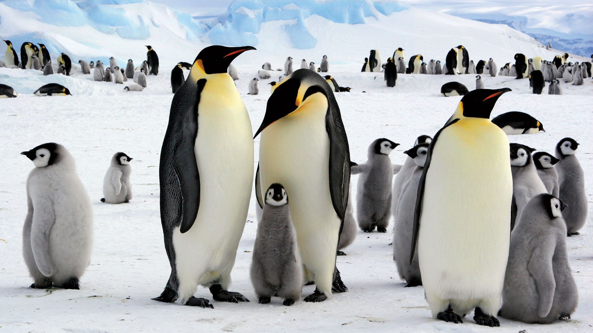 emperor penguin