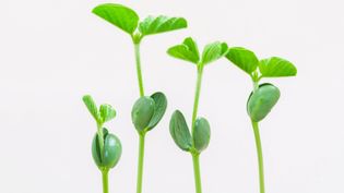 Discern between monocotyledons, with single-leaf seed sprouts, and eudicotyledons, with two-leaf seed sprouts