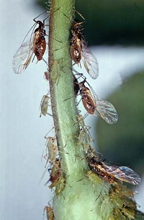 rose aphids