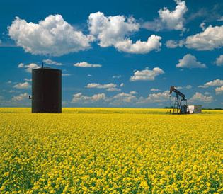 oil well in mustard field, Saskatchewan